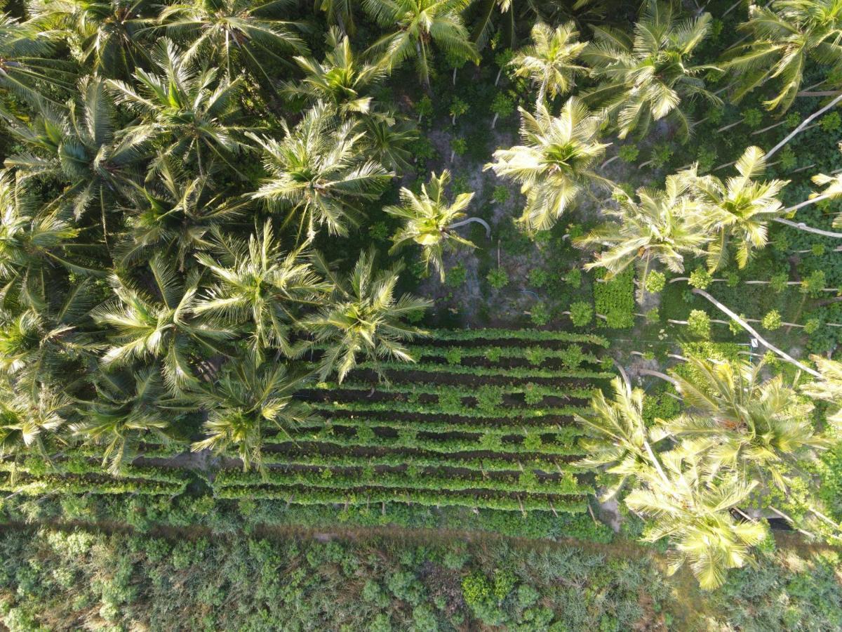 Alesara Guest House Thoddoo-Atoll Exterior foto